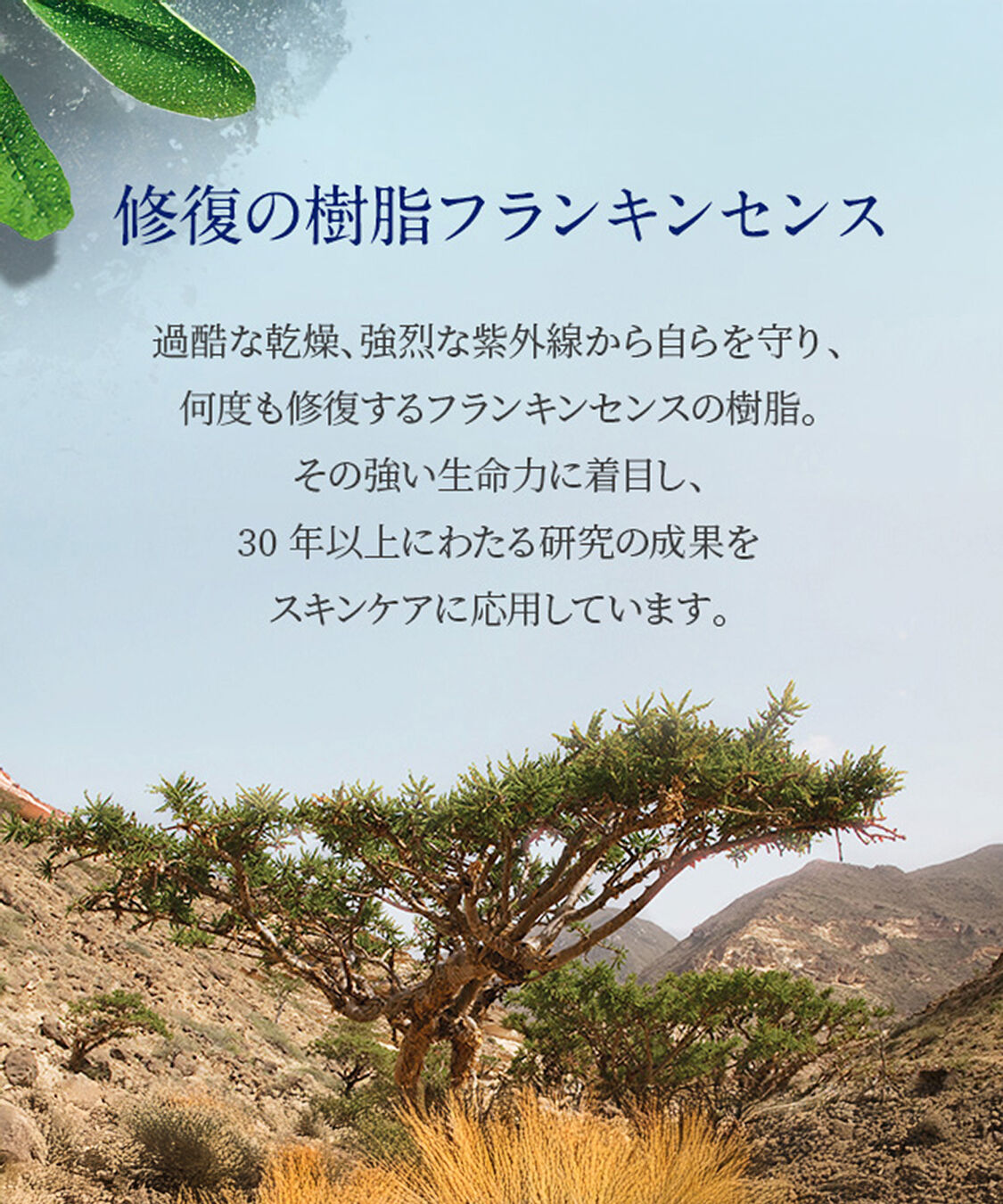 NEAL&rsquo;S YARD REMEDIES「フランキンセンス ウォーター 200ml」|化粧水|