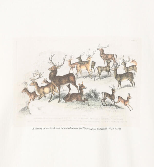  「History of Art | プリントTシャツ DEER WOMEN」|Tシャツ・カットソー|
