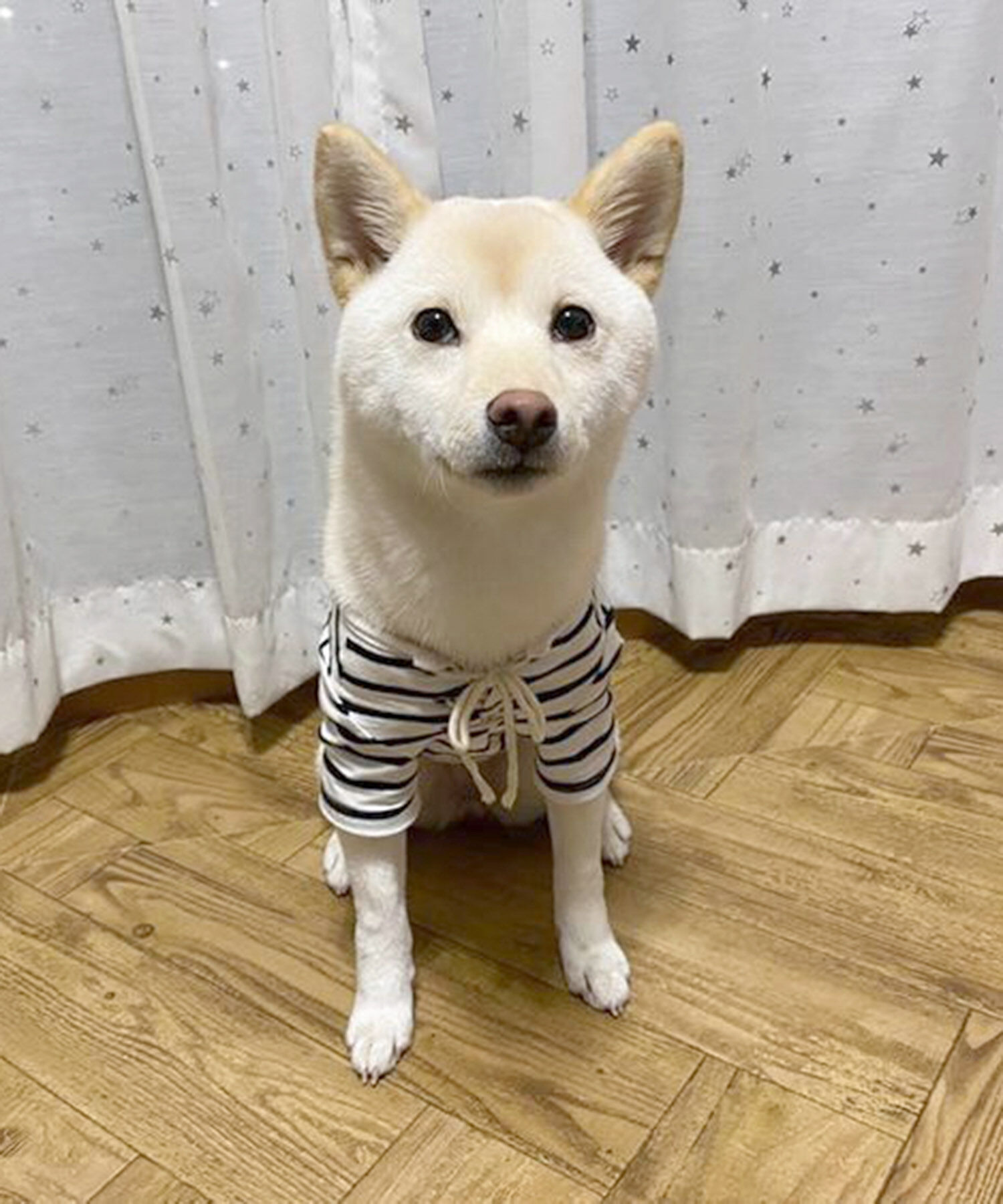 ROPE PICNIC PASSAGE「【DOG】レースアップボーダーカットソー」|その他|