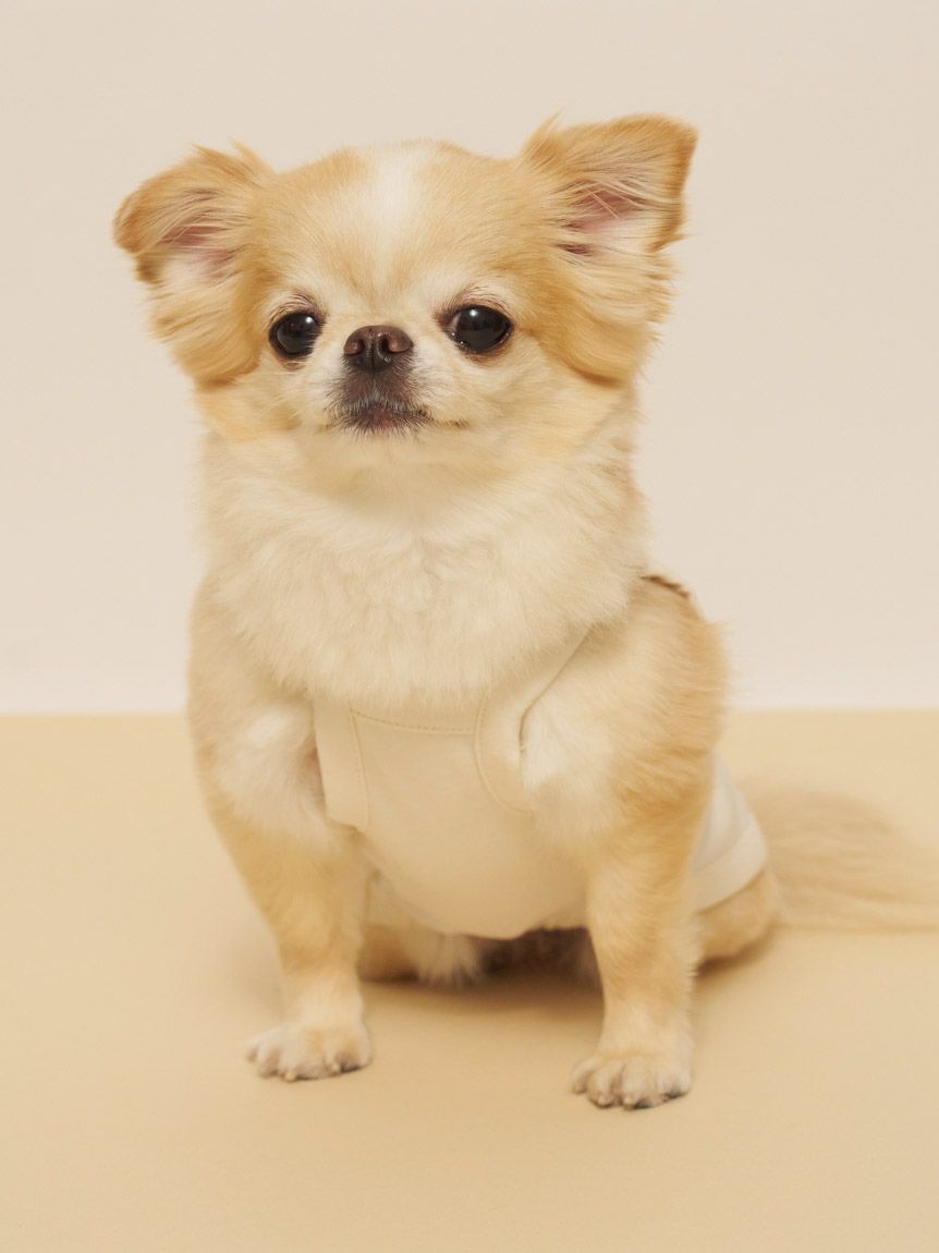  GELATO PIQUE CAT&DOG「【CAT&DOG】【接触冷感】サマーベア柄プルオーバー」|その他|