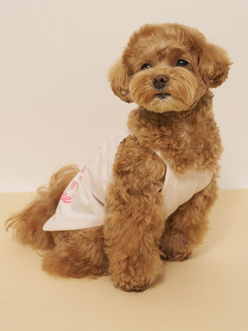  GELATO PIQUE CAT&DOG「【CAT&DOG】【接触冷感】サマーベア柄プルオーバー」|その他|