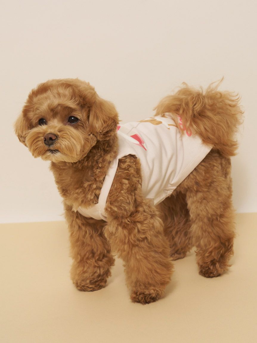  GELATO PIQUE CAT&DOG「【CAT&DOG】【接触冷感】サマーベア柄プルオーバー」|その他|