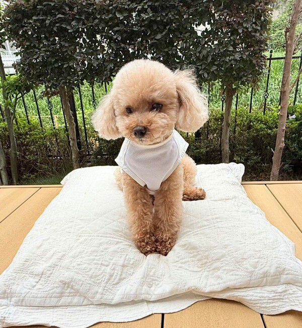 fredy emue「【FR PETS】接触冷感カレッジタンクトップ」|Tシャツ・カットソー|