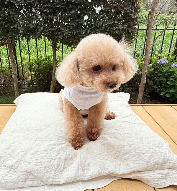fredy emue「【FR PETS】接触冷感カレッジタンクトップ」|Tシャツ・カットソー|