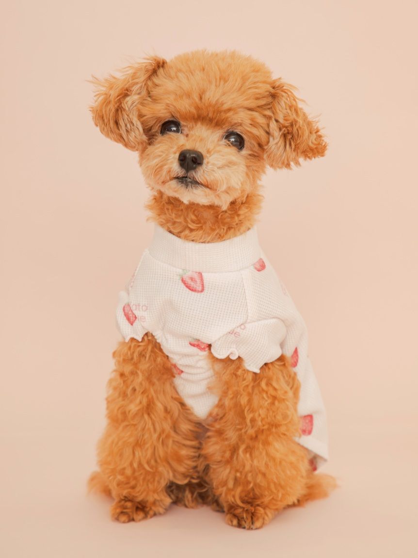  GELATO PIQUE CAT&DOG「【CAT&DOG】フルーツ柄ワッフルカットソープルオーバー」|その他|PNK