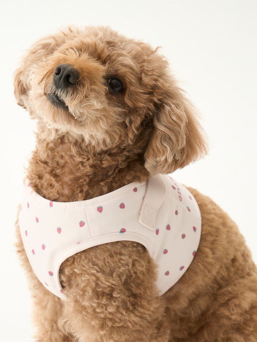  GELATO PIQUE CAT&DOG「【CAT&DOG】【販路限定商品】モチーフ柄ハーネス」|その他|