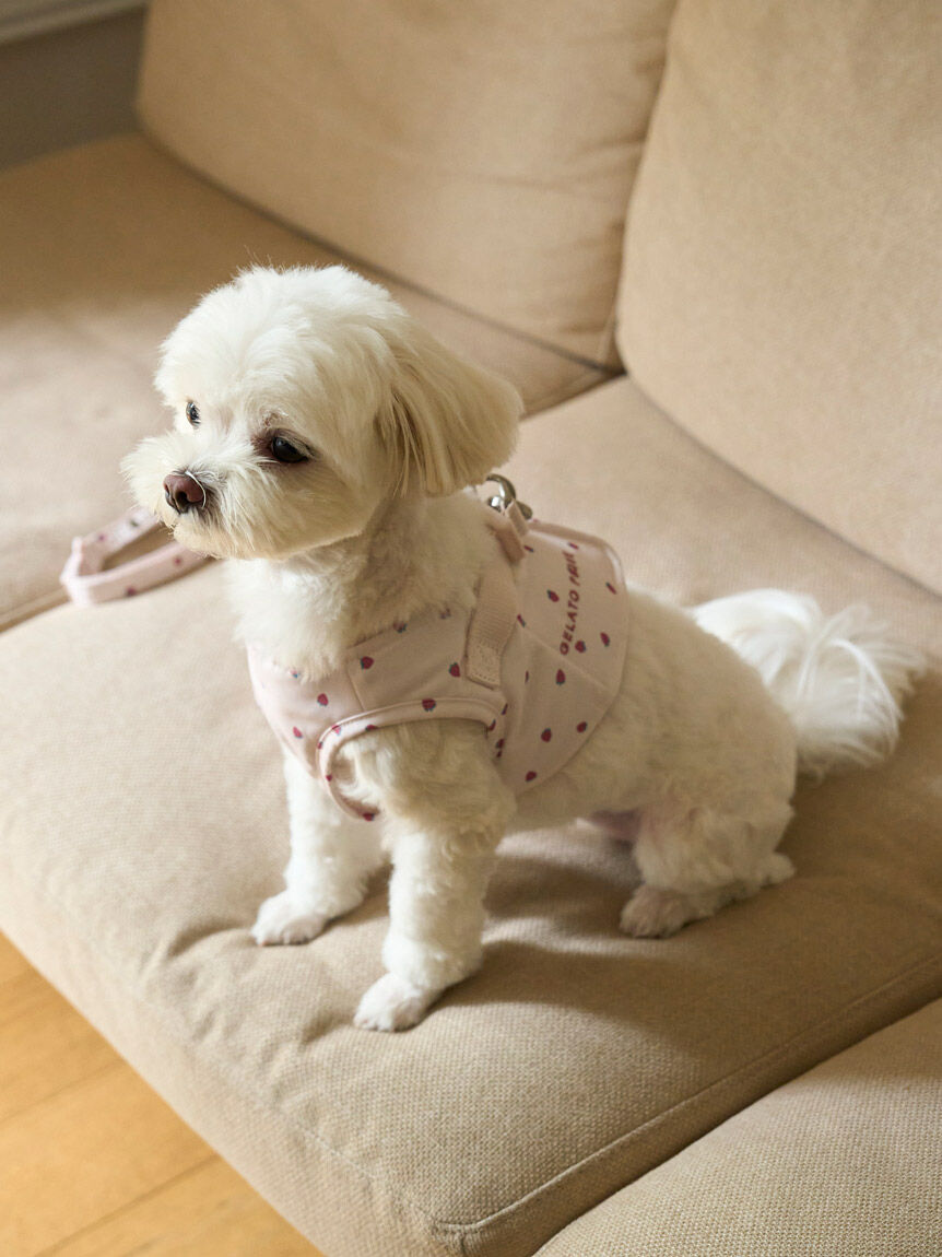  GELATO PIQUE CAT&DOG「【CAT&DOG】【販路限定商品】モチーフ柄ハーネス」|その他|
