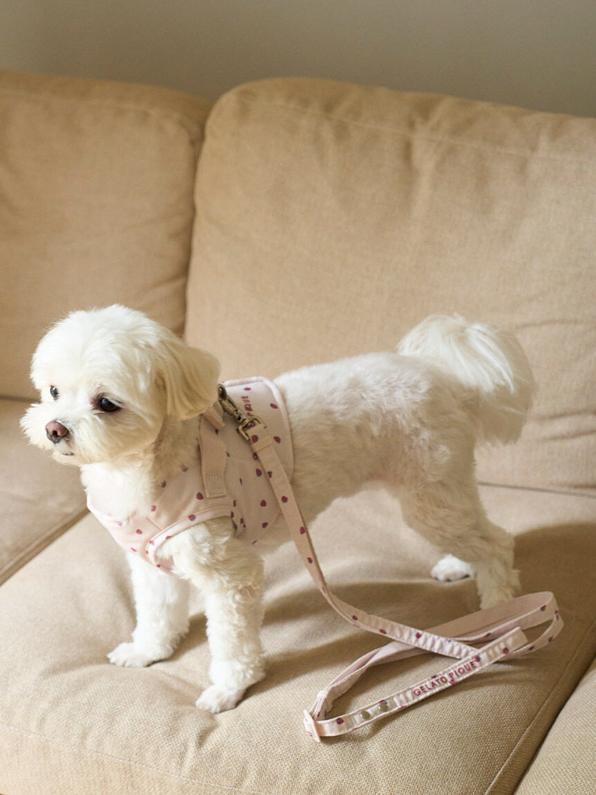 GELATO PIQUE CAT&DOG「【CAT&DOG】【販路限定商品】モチーフ柄ハーネス」|その他|
