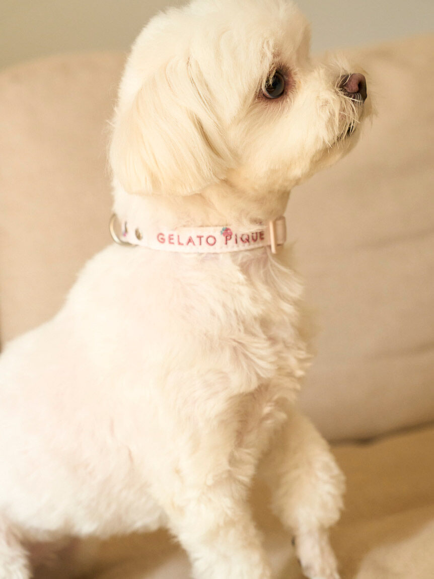  GELATO PIQUE CAT&DOG「【CAT&DOG】【販路限定商品】モチーフ柄首輪」|その他|