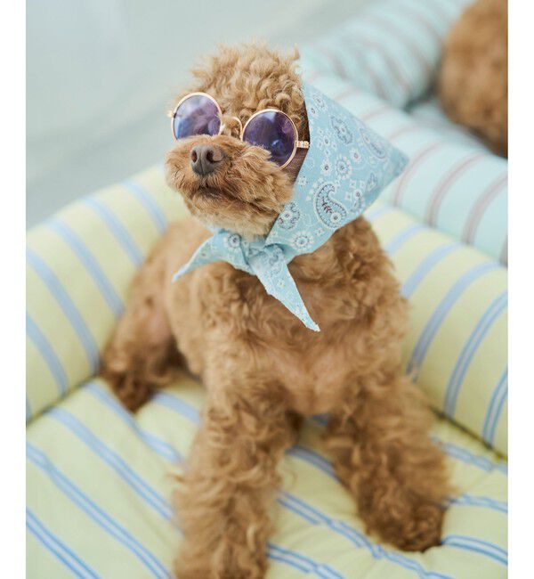 ROPE PICNIC PASSAGE「【DOG】ファッショングラス」|その他|