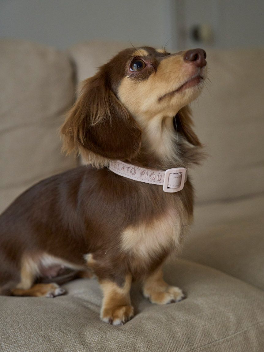  GELATO PIQUE CAT&DOG「【CAT&DOG】【販路限定商品】首輪」|その他|