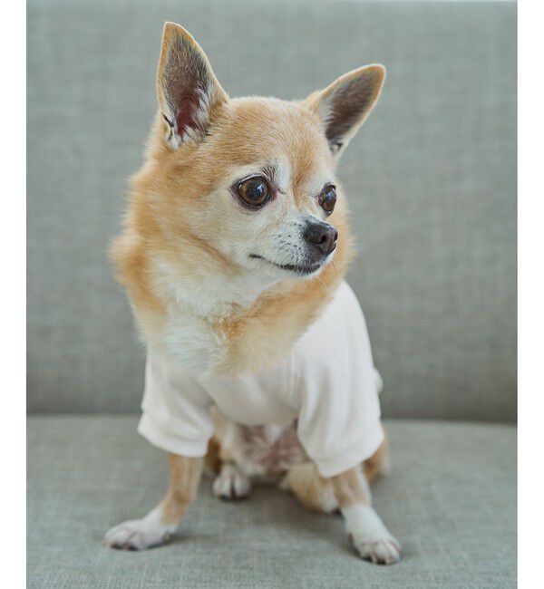 ROPE PICNIC PASSAGE「【DOG】RENU photo Tee/UVカット・接触冷感・リンクコーデ」|その他|