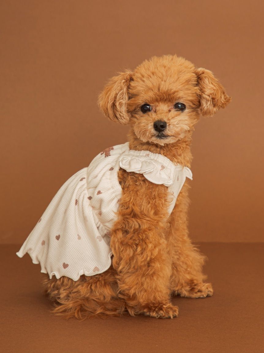  GELATO PIQUE CAT&DOG「【CAT&DOG】ハート柄フリルワンピース」|その他|
