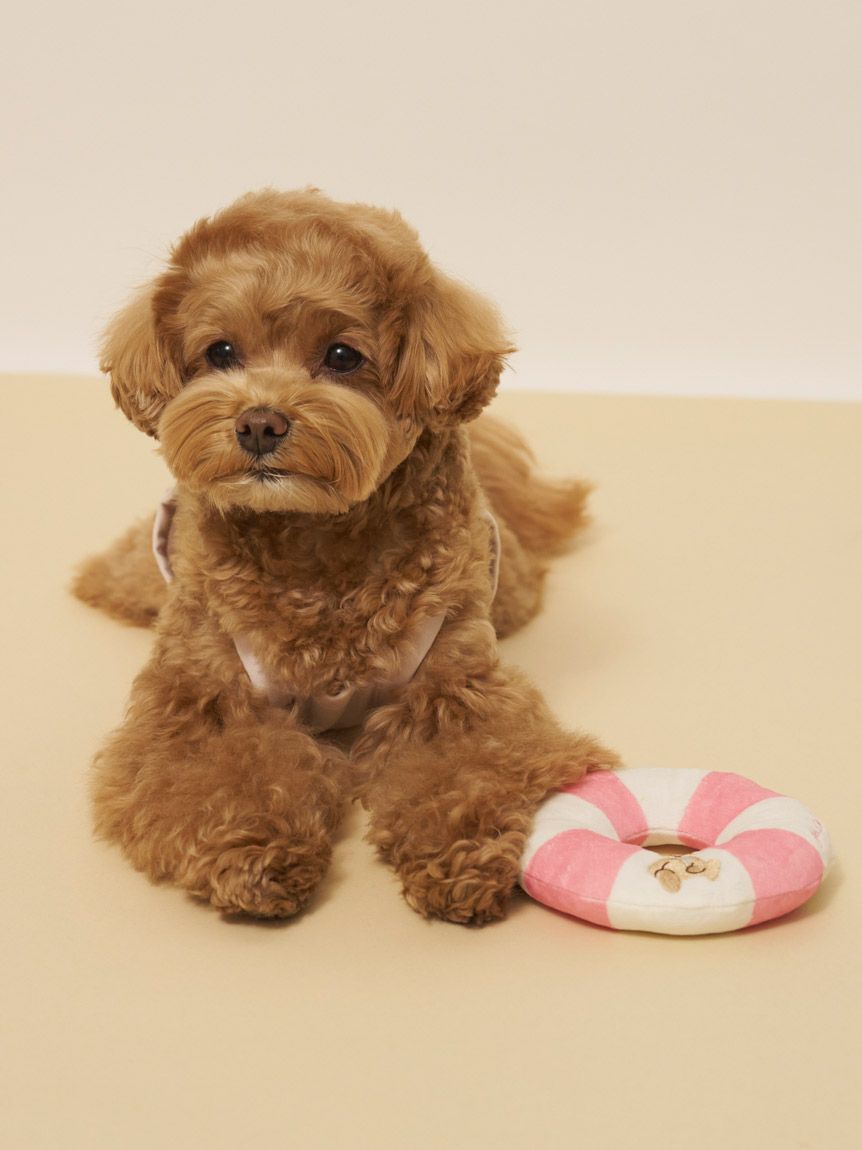  GELATO PIQUE CAT&DOG「【CAT&DOG】サマーベアトイ」|その他|