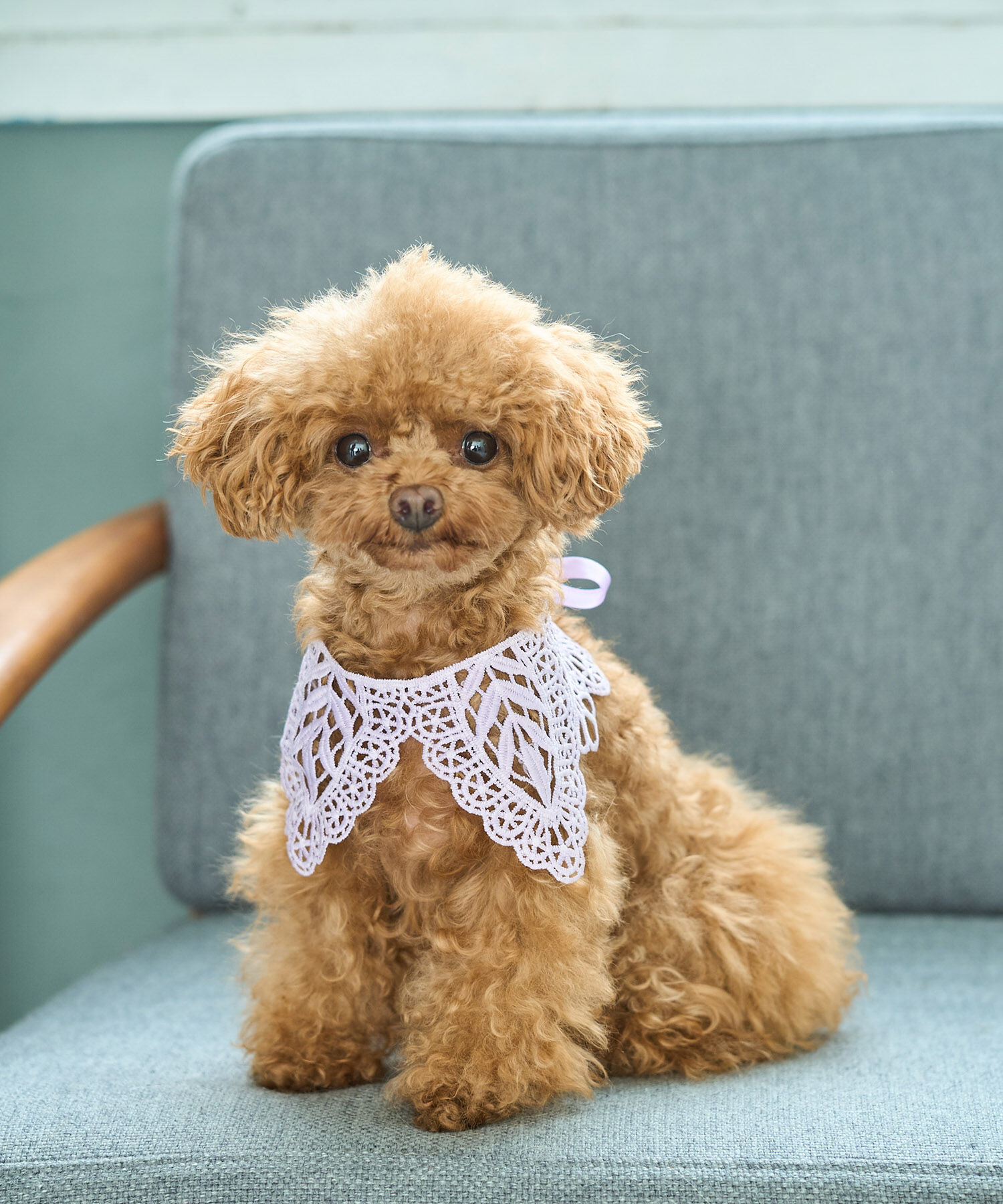ROPE PICNIC PASSAGE「【DOG】レースつけ襟」|その他|ラベンダー系(53)