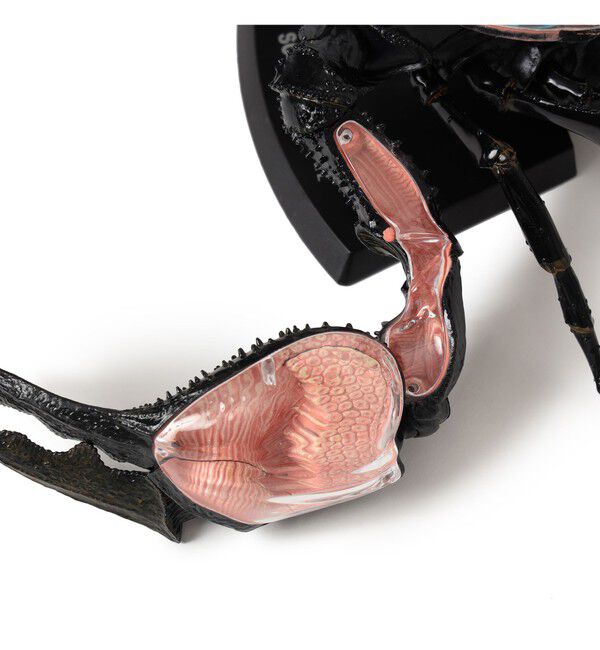 bPr BEAMS「4D MASTER / INSECT ANATOMY」|その他|