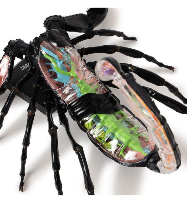 bPr BEAMS「4D MASTER / INSECT ANATOMY」|その他|