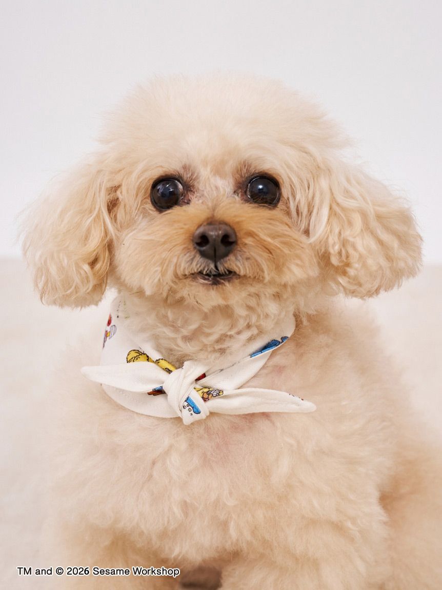  GELATO PIQUE CAT&DOG「【SESAME STREET】【CAT＆DOG】バンダナ」|その他|