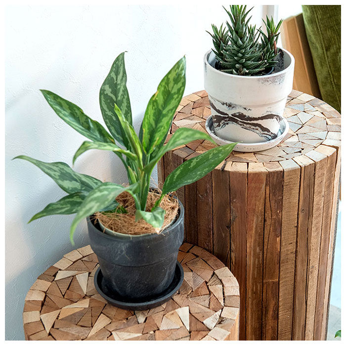 BACKYARD FAMILY「植木鉢 プラスチック お洒落 4号 通販 プランター おしゃれ 植木 鉢 ポット 花鉢 4号鉢」|その他|
