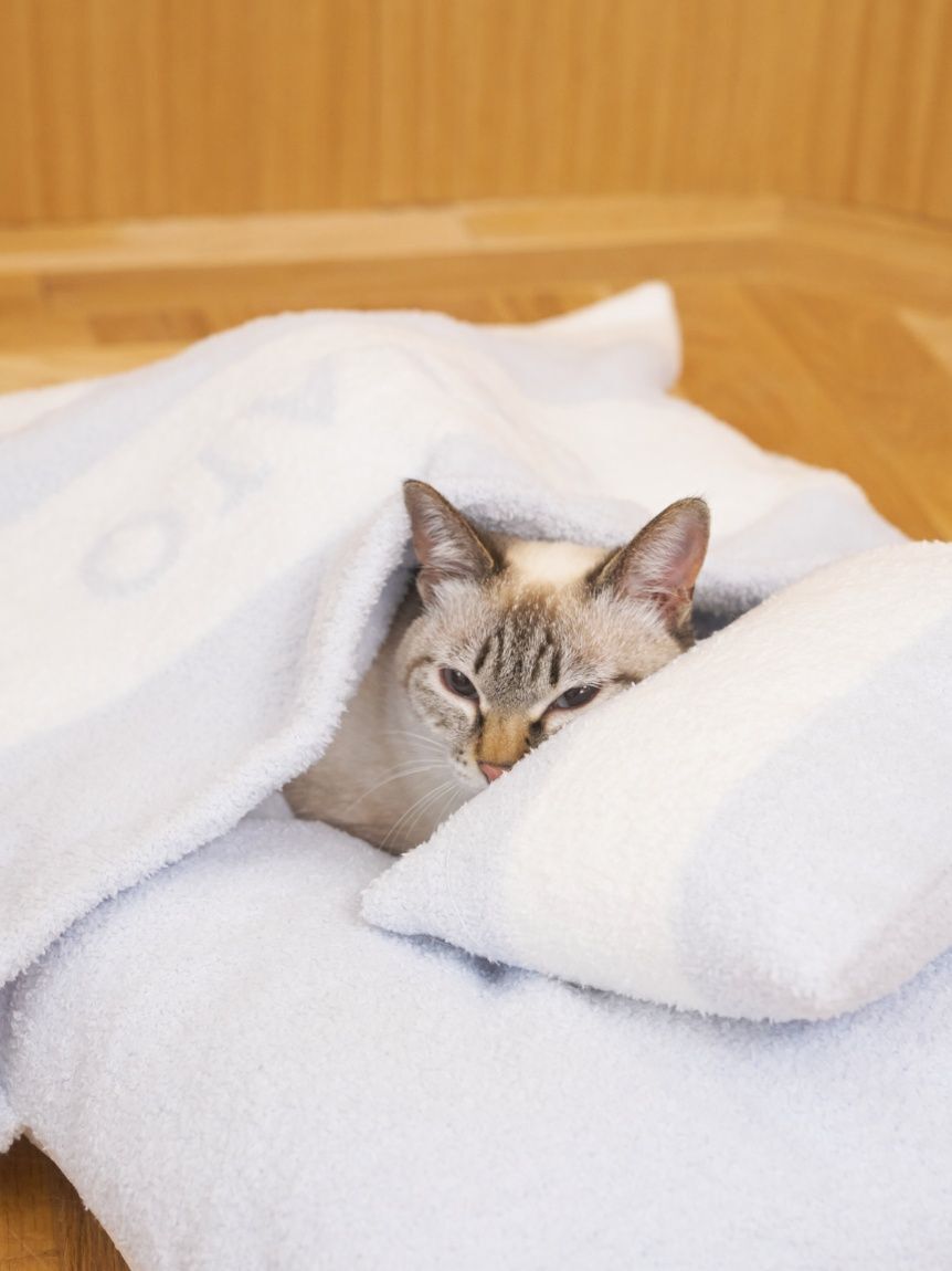  GELATO PIQUE CAT&DOG「【CAT&DOG】ベビモコおふとんセットL」|その他|