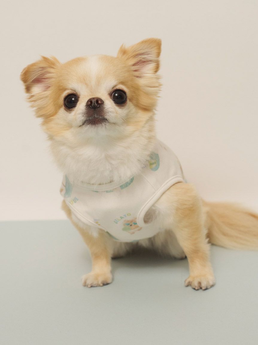  GELATO PIQUE CAT&DOG「【CAT&DOG】【接触冷感】ビーチ マルチーズ ポメラニアン チワワ柄Coolingプルオーバー」|その他|