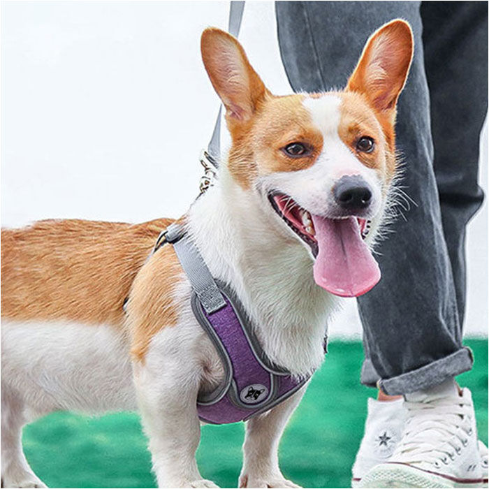 BACKYARD FAMILY「ハーネスリード 犬 通販 ハーネス リード付き ハーネスリードセット ハーネス＆リード 胴輪 首輪」|その他|