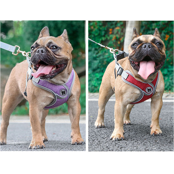 BACKYARD FAMILY「ハーネスリード 犬 通販 ハーネス リード付き ハーネスリードセット ハーネス＆リード 胴輪 首輪」|その他|