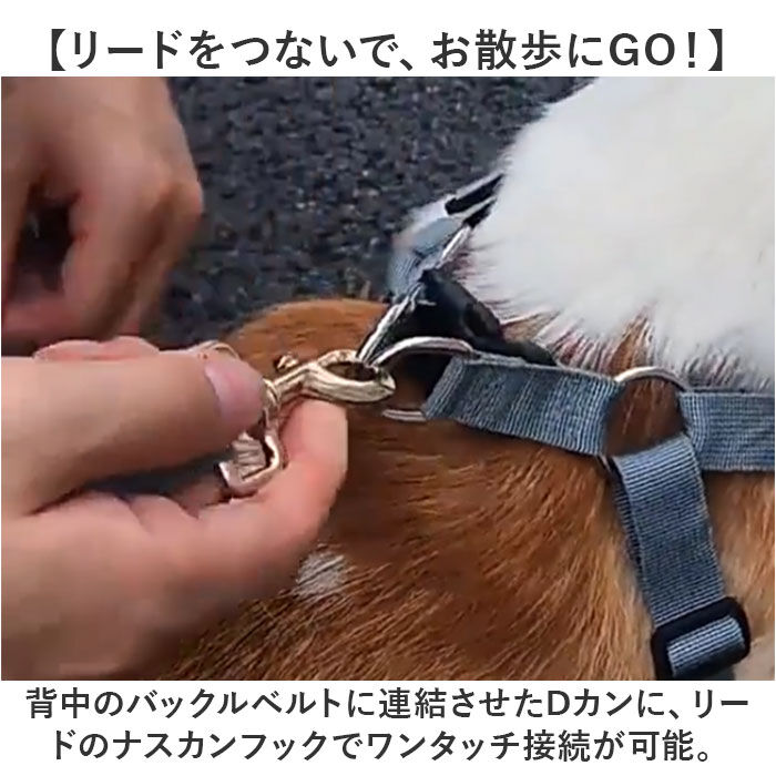 BACKYARD FAMILY「ハーネスリード 犬 通販 ハーネス リード付き ハーネスリードセット ハーネス＆リード 胴輪 首輪」|その他|