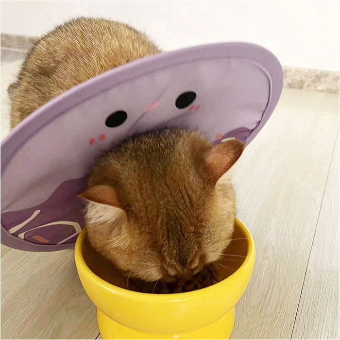 BACKYARD FAMILY「エリザベスカラー 猫用 犬用 通販 猫用エリザベスカラー 犬用エリザベスカラー エリザベス カラー」|その他|