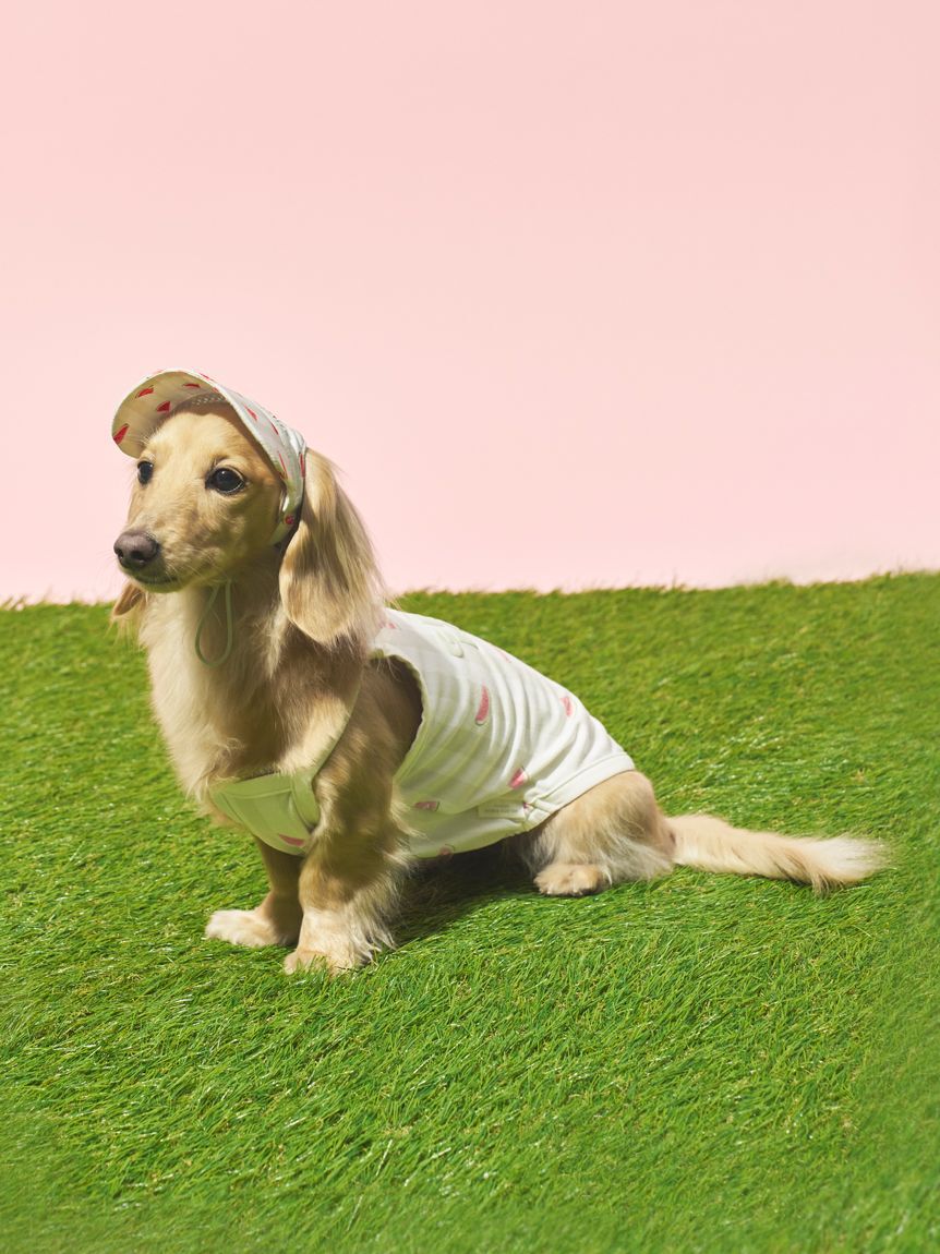  GELATO PIQUE CAT&DOG「【CAT&DOG】【接触冷感】ダックスフンドサイズCoolingプルオーバー」|その他|GRN
