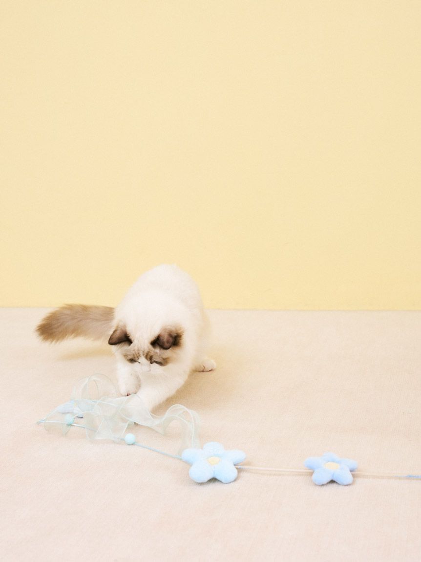  GELATO PIQUE CAT&DOG「【CAT&DOG】フラワーモチーフねこじゃらし」|その他|