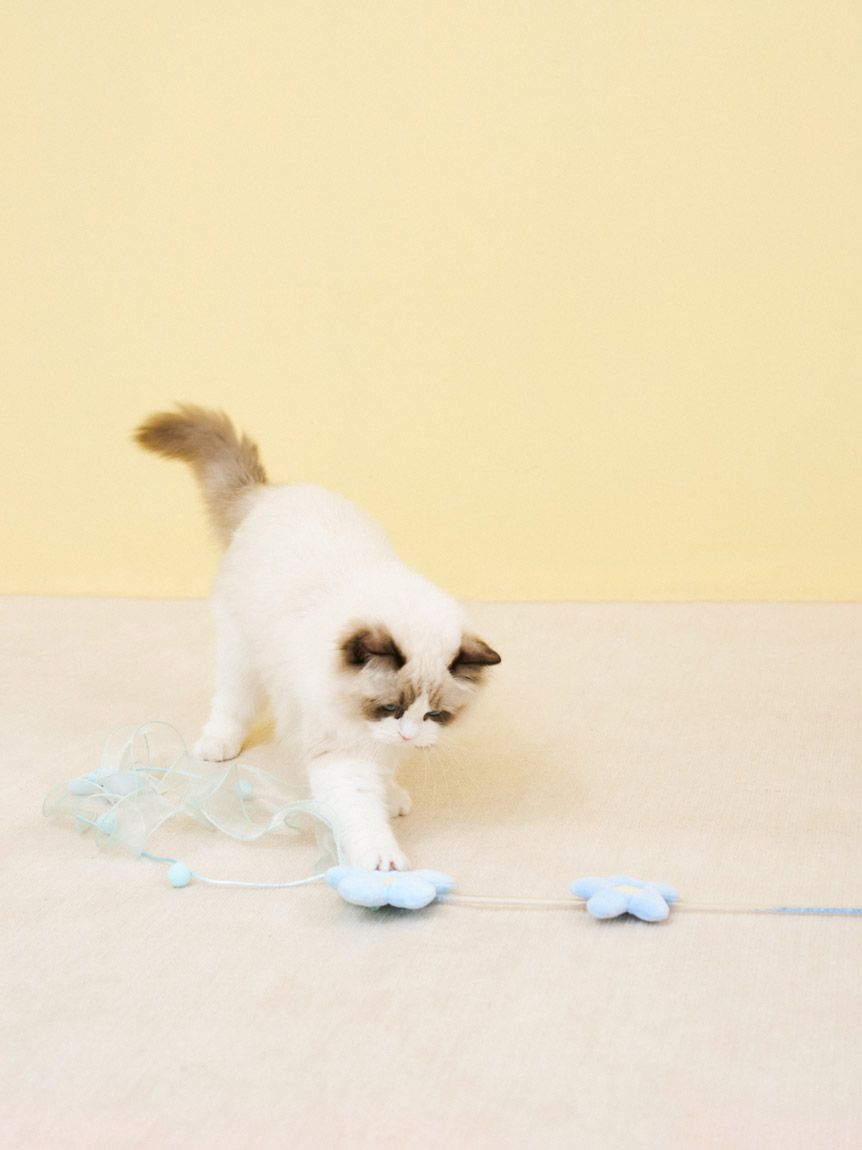  GELATO PIQUE CAT&DOG「【CAT&DOG】フラワーモチーフねこじゃらし」|その他|