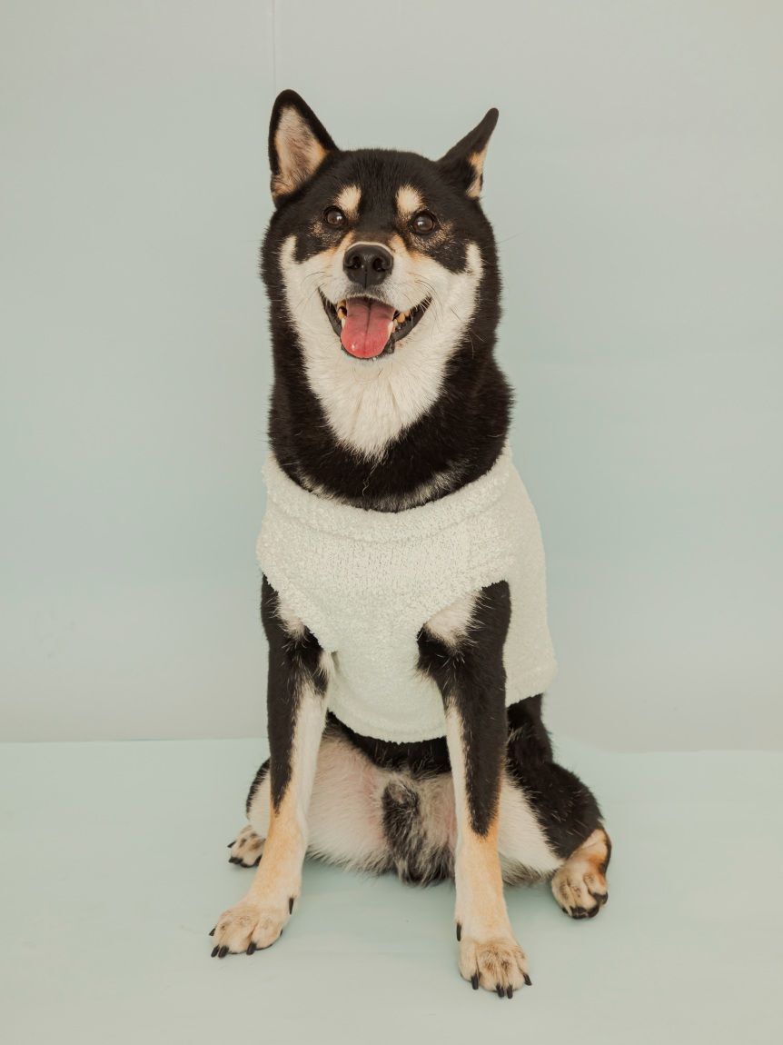  GELATO PIQUE CAT&DOG「【CAT&DOG】柴犬ジャガードプルオーバー」|その他|