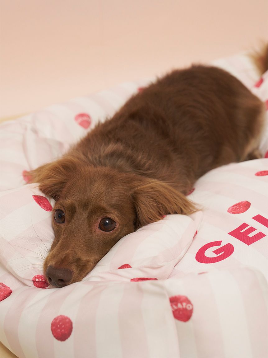  GELATO PIQUE CAT&DOG「【CAT&DOG】【接触冷感】【抗菌防臭】 CoolingベッドM」|その他|