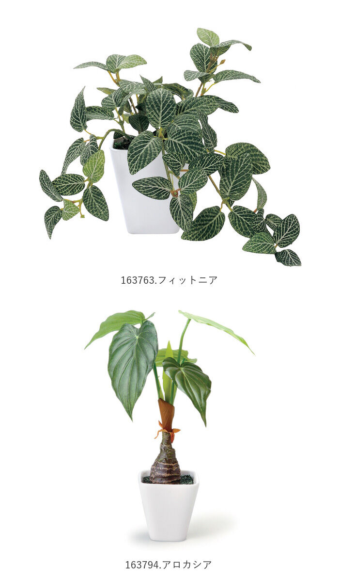BACKYARD FAMILY「光触媒 フェイクグリーン 通販 壁掛け イミテーショングリーン おしゃれ 壁 インテリアプランツ」|その他|