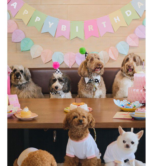 ROPE PICNIC PASSAGE「【DOG】【comif(コミフ)&times;ROPE' PICNIC】バースデーセット」|その他|