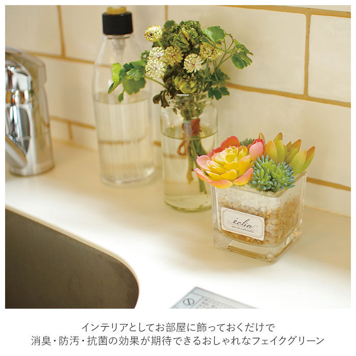 BACKYARD FAMILY「多肉植物 観葉植物 フェイク s 通販 おしゃれ 小さい CT触媒 消臭アーティフィシャルグリーン」|その他|