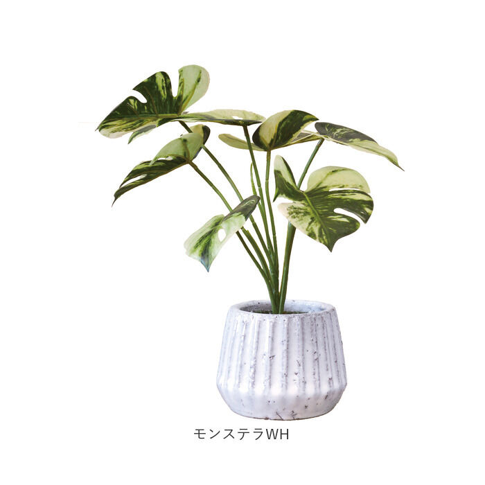 BACKYARD FAMILY「光触媒 フェイクグリーン 通販 人工観葉植物 イミテーショングリーン インテリアグリーン 消臭」|その他|