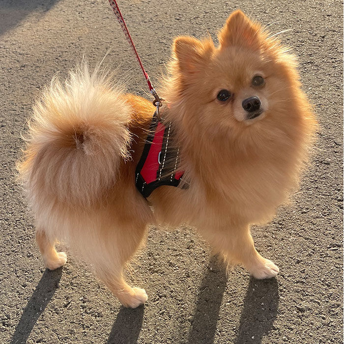 BACKYARD FAMILY「ハーネス 犬 通販 胴輪 リュック S M L ハーネスリード 軽量 かっこいい 服 イヌ 犬用」|その他|