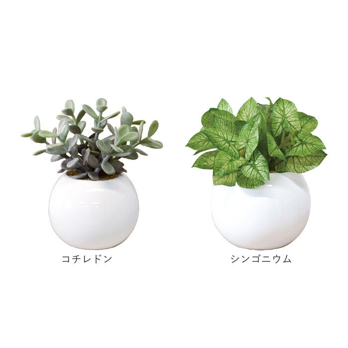 BACKYARD FAMILY「光触媒 フェイクグリーン 通販 観葉植物 フェイク ラウンドポットL CT触媒 卓上 小さい 消臭」|その他|