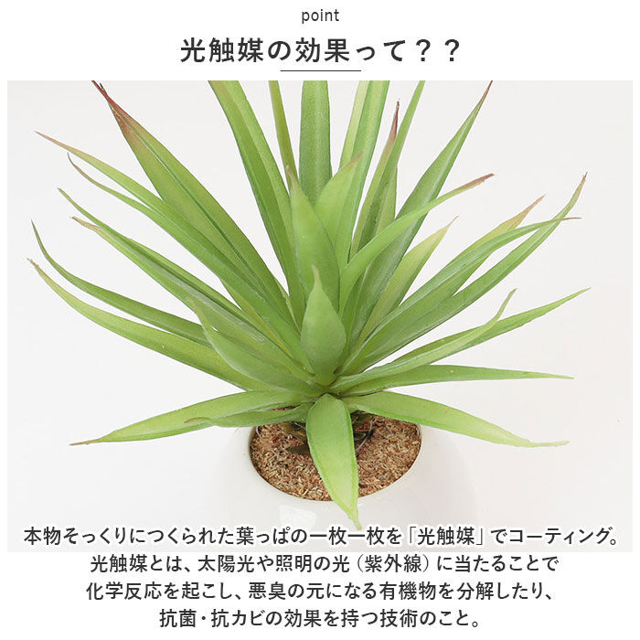 BACKYARD FAMILY「光触媒 フェイクグリーン 通販 観葉植物 フェイク ラウンドポットL CT触媒 卓上 小さい 消臭」|その他|