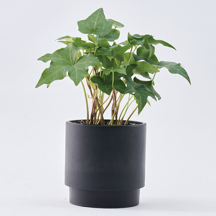 BACKYARD FAMILY「植木鉢 プラスチック 丸型 通販 SK ステップ 12xH12 鉢 約 3.5号 鉢カバー」|その他|