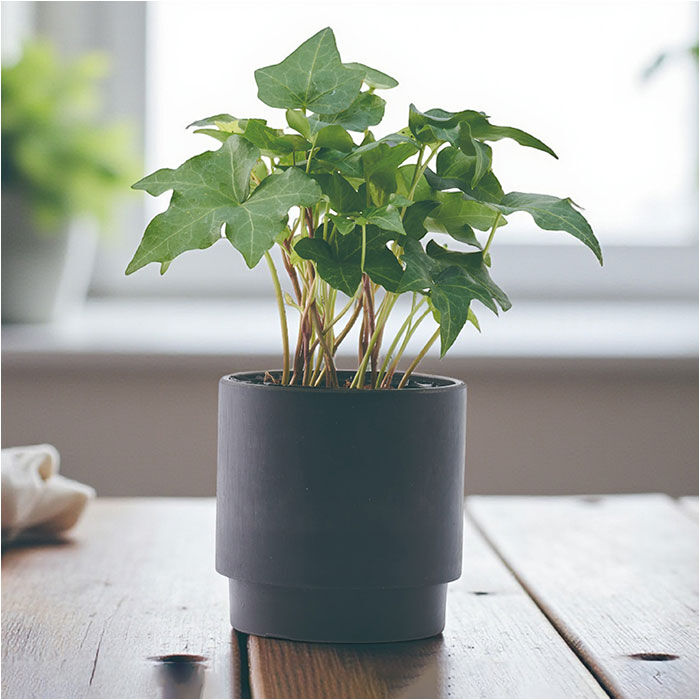 BACKYARD FAMILY「植木鉢 プラスチック 丸型 通販 SK ステップ 15.5xH15 鉢 約 5号 鉢カバー」|その他|