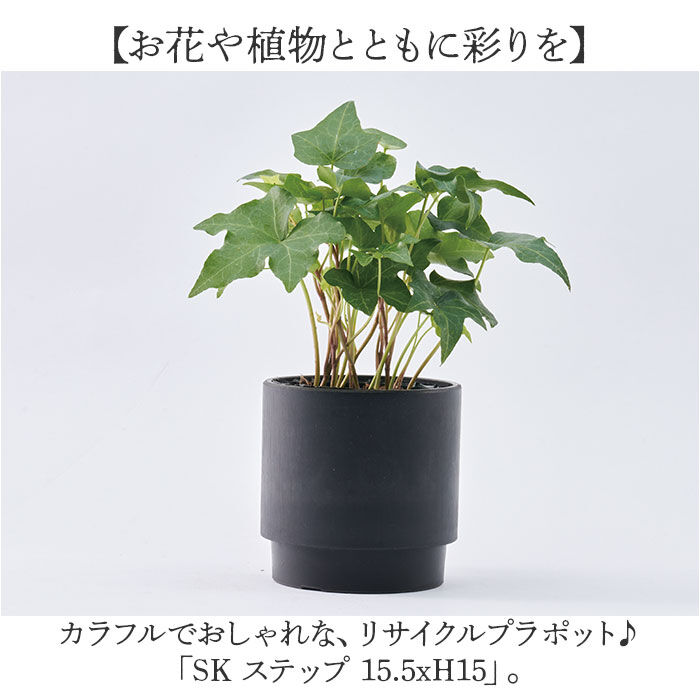 BACKYARD FAMILY「植木鉢 プラスチック 丸型 通販 SK ステップ 15.5xH15 鉢 約 5号 鉢カバー」|その他|