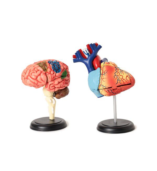 bPr BEAMS「4D MASTER / HUMAN ANATOMY」|その他|