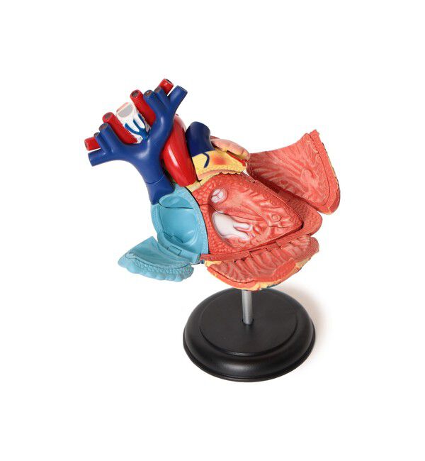 bPr BEAMS「4D MASTER / HUMAN ANATOMY」|その他|