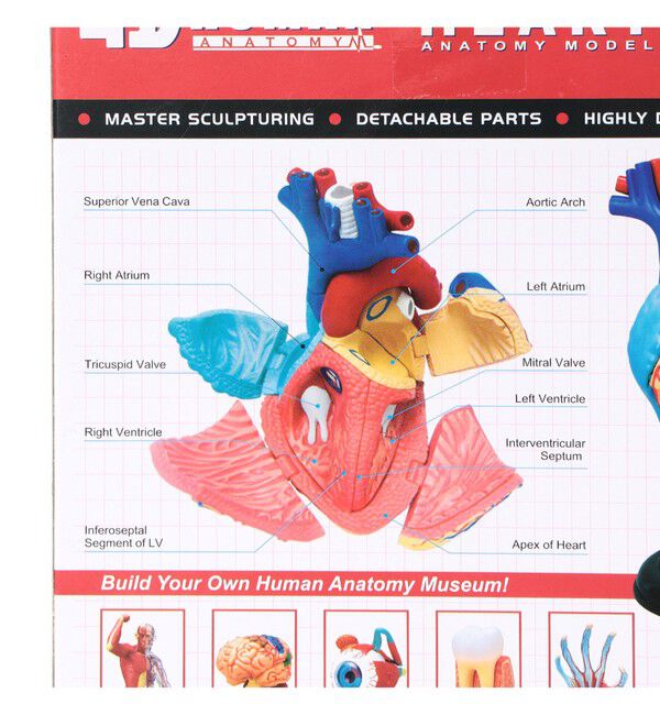 bPr BEAMS「4D MASTER / HUMAN ANATOMY」|その他|