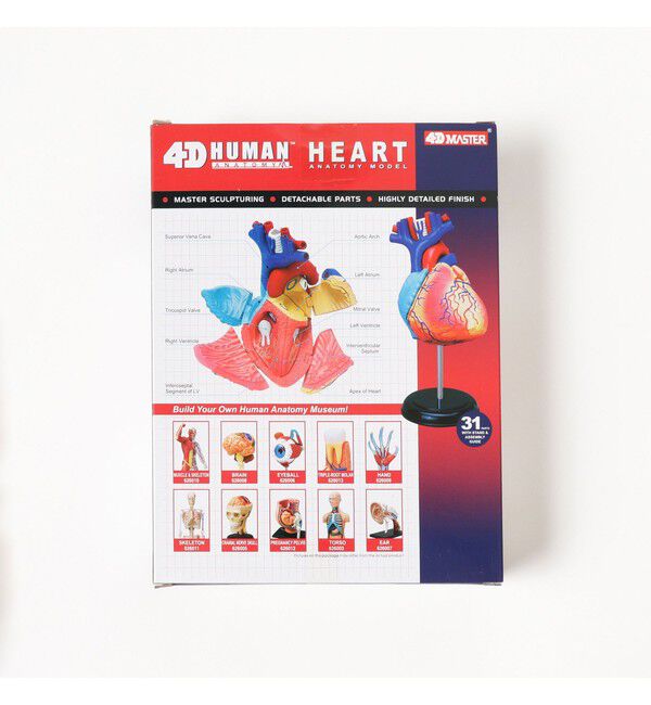 bPr BEAMS「4D MASTER / HUMAN ANATOMY」|その他|