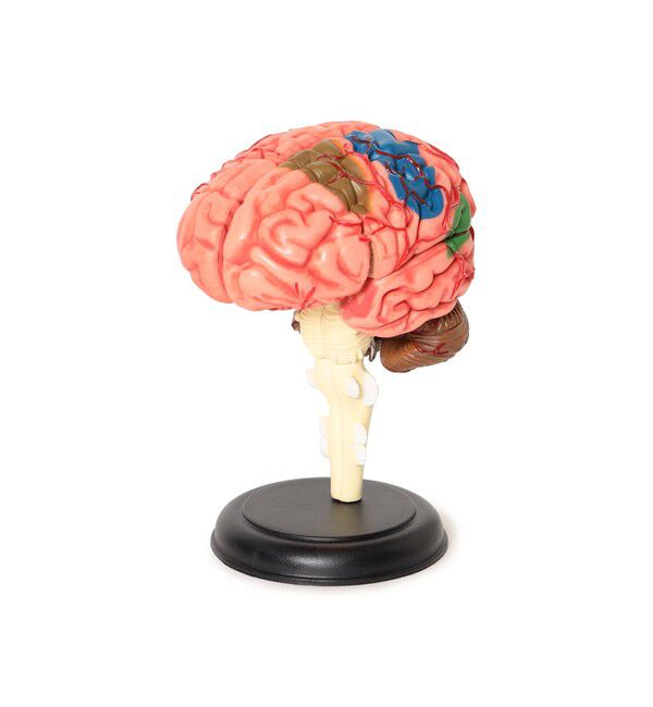 bPr BEAMS「4D MASTER / HUMAN ANATOMY」|その他|