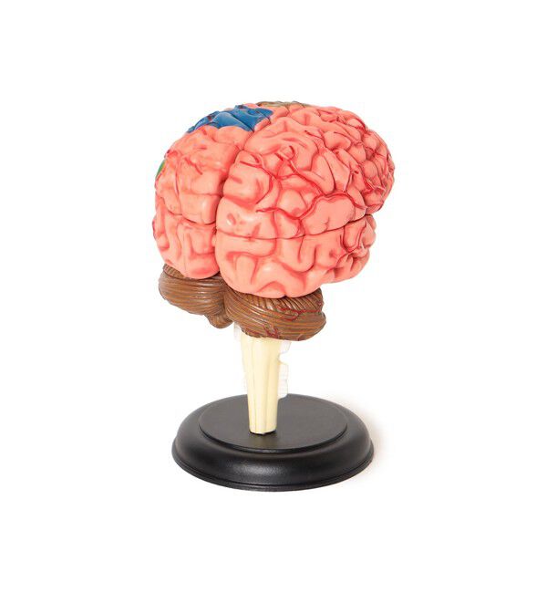 bPr BEAMS「4D MASTER / HUMAN ANATOMY」|その他|